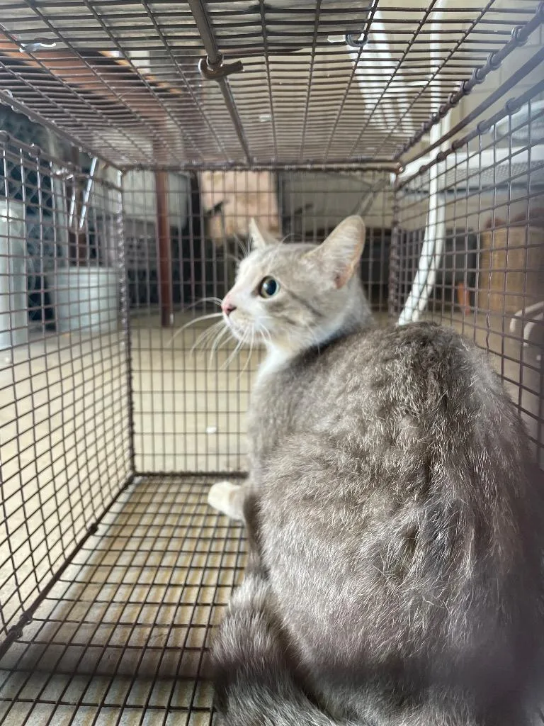 A young medium-sized female Domestic Short Hair cat named Spark for adoption in New Braunfels, TX