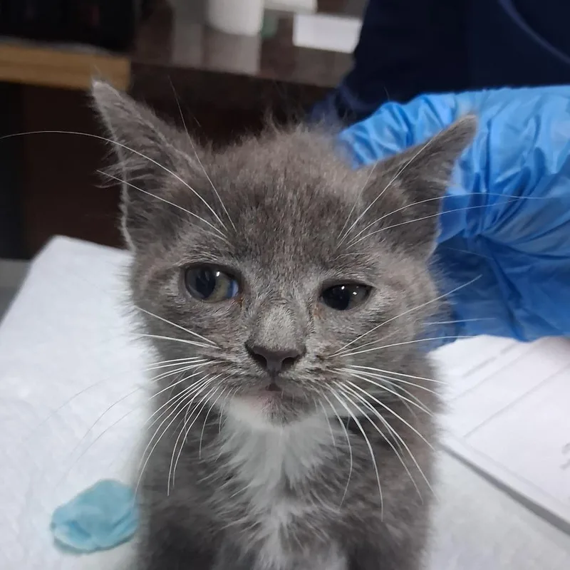 A baby small-sized female Black Domestic Short Hair cat named Gummy Bear for adoption in Summerville, SC