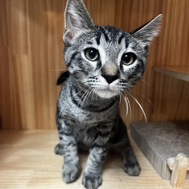 A baby small-sized male Brown / Chocolate Domestic Short Hair cat named Rocket for adoption in Yucca Valley, CA