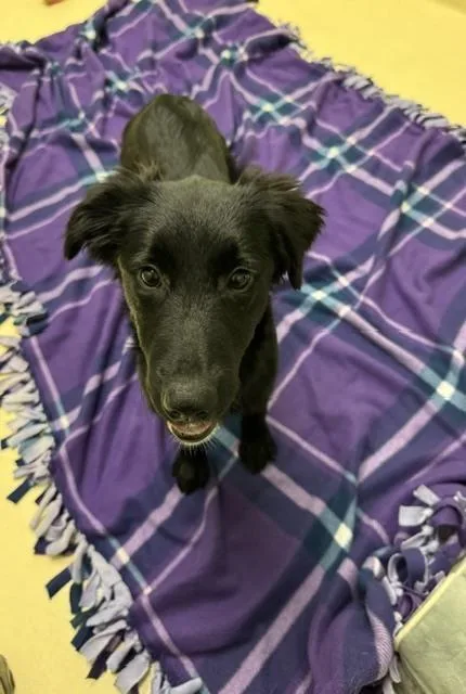 A baby small-sized female Labrador Retriever dog named Diana for adoption in Kalamazoo, MI
