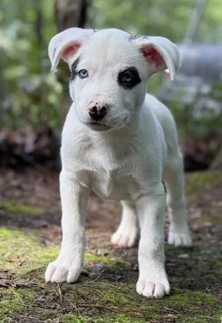 A baby medium-sized male Terrier dog named Patch for adoption in Malvern, PA