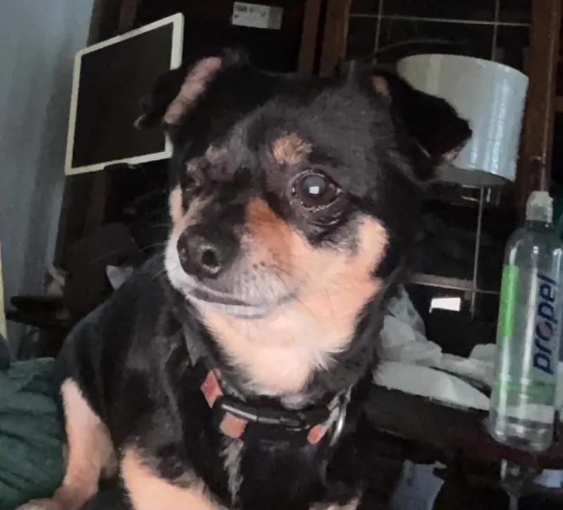 An adult small-sized male Brown / Chocolate Chihuahua dog named Jake for adoption in Waterloo, IL