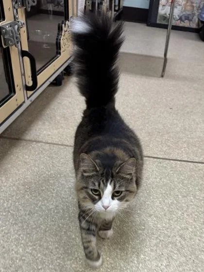 An adult large-sized female Domestic Medium Hair cat named Kibby $ for adoption in Seneca, SC
