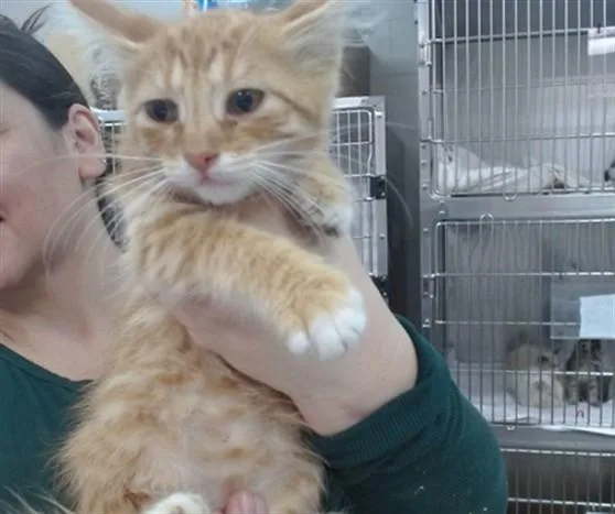 A baby small-sized male Domestic Medium Hair cat named Copper for adoption in Salinas, CA
