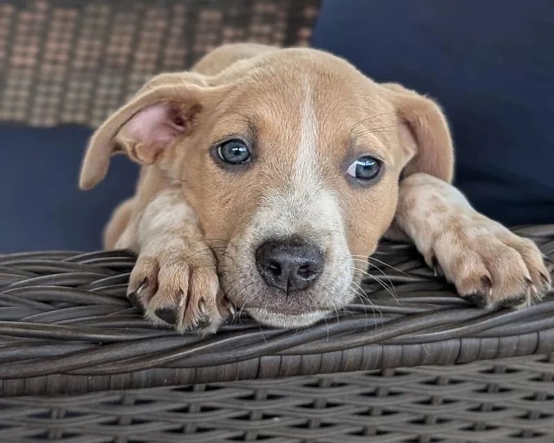A baby medium-sized female Australian Cattle Dog / Blue Heeler dog named Violet Valentine for adoption in Shawnee, OK