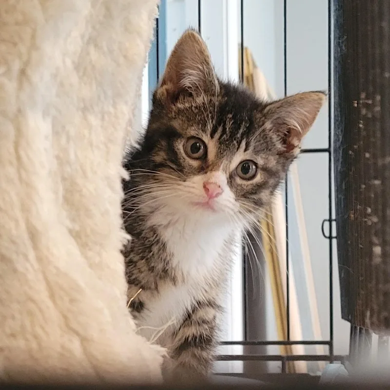 A baby small-sized female Gray / Blue / Silver Domestic Short Hair cat named Corissa for adoption in Rochester, MN