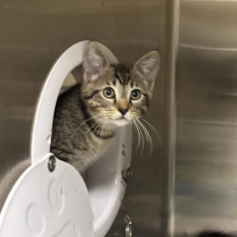 A baby large-sized female Tabby (Buff / Tan / Fawn) Domestic Short Hair cat named Hattie B for adoption in Collierville, TN