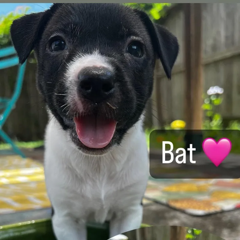 A young small-sized female Black Black Labrador Retriever dog named Bat for adoption in Aledo, TX