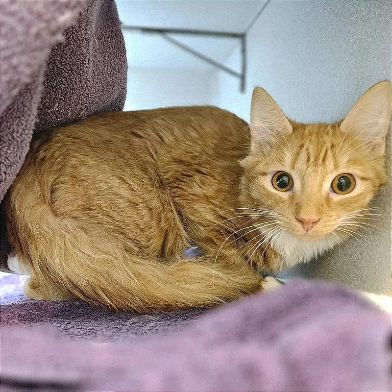 An adult medium-sized female Orange / Red Domestic Medium Hair cat named Lydia for adoption in Pittsburgh, PA