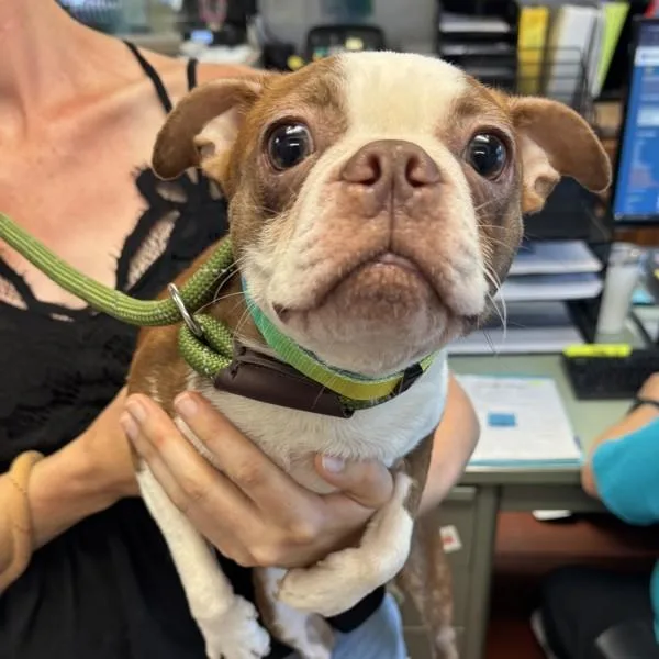 An adult small-sized female French Bulldog dog named F for adoption in Salisbury, MD