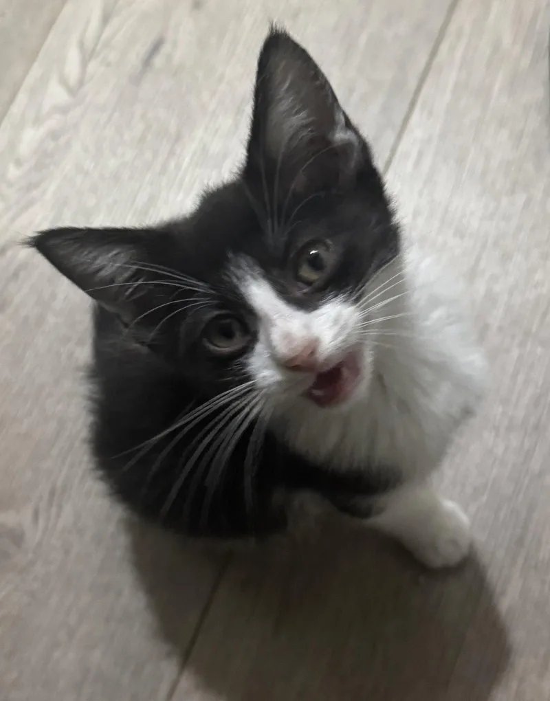A young medium-sized male Black & White / Tuxedo Domestic Short Hair cat named Moo for adoption in Chandler, AZ