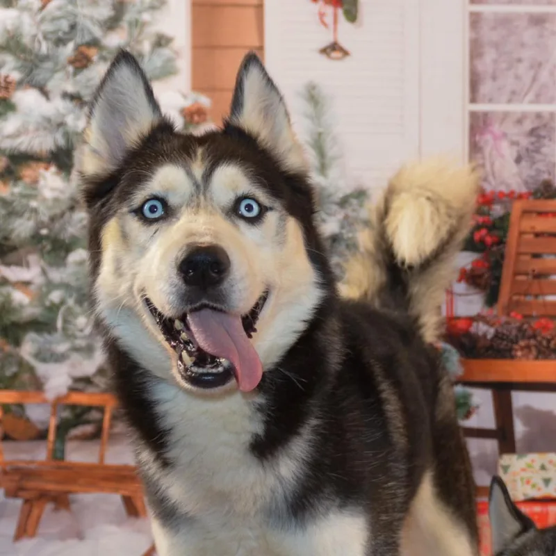 Baloo thumbnail 2