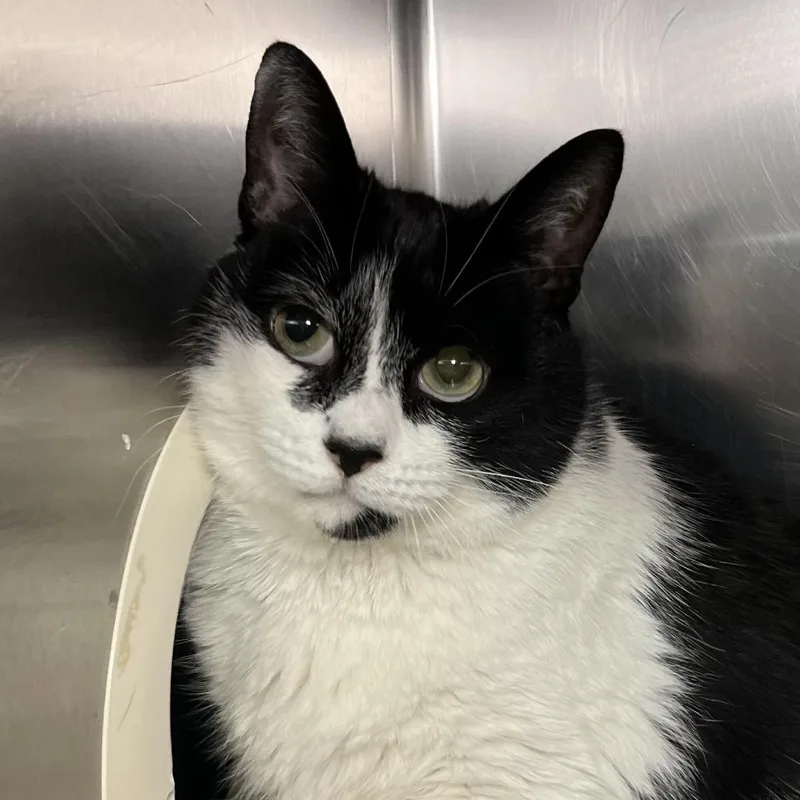 A senior extra large-sized male White Domestic Short Hair cat named Thor for adoption in Palm Springs, CA