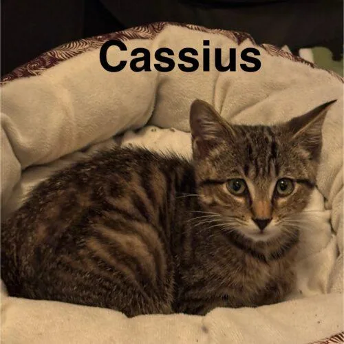 Cassius thumbnail 2