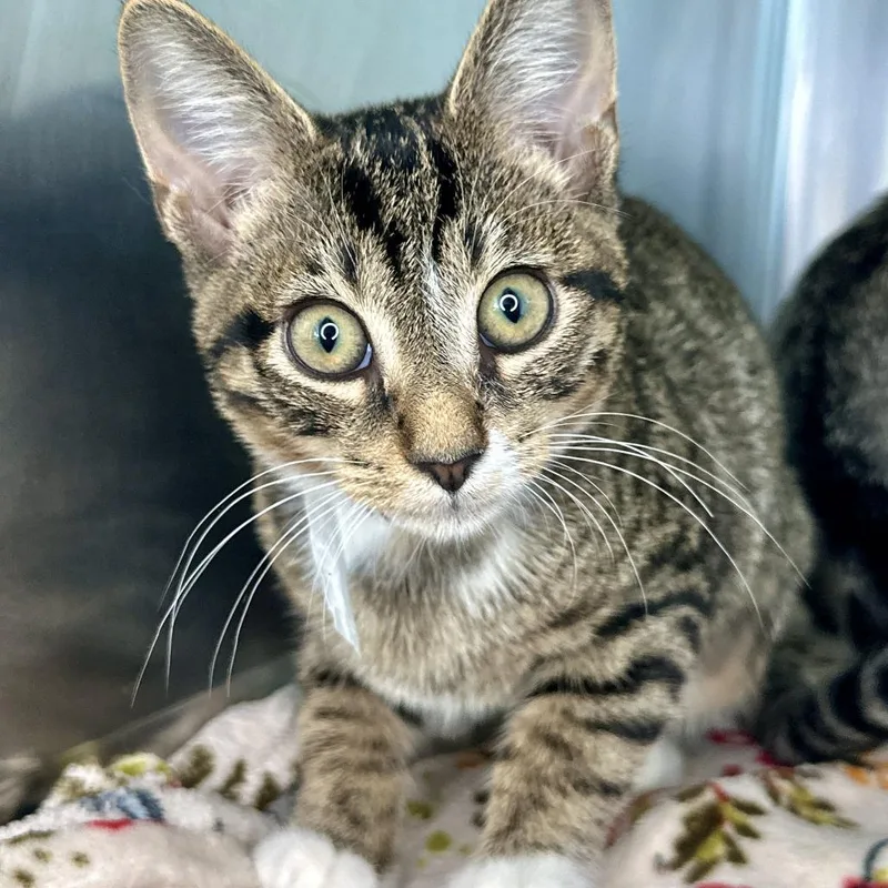 A baby small-sized male Brown / Chocolate Domestic Short Hair cat named Willow for adoption in Matteson, IL
