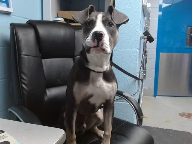 A young medium-sized male Pit Bull Terrier dog named Stone for adoption in Albuquerque, NM
