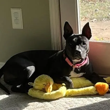 An adult medium-sized female Black Terrier dog named Gizmo Girl for adoption in Wadena, MN