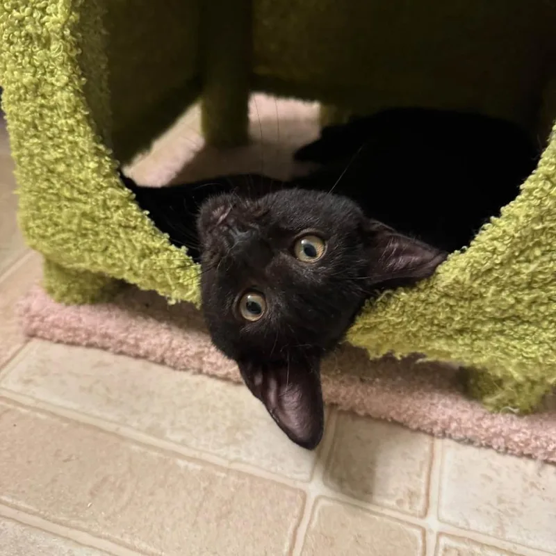 A baby small-sized male Black Domestic Short Hair cat named Tomorrow is Forever for adoption in Fredericksburg, VA