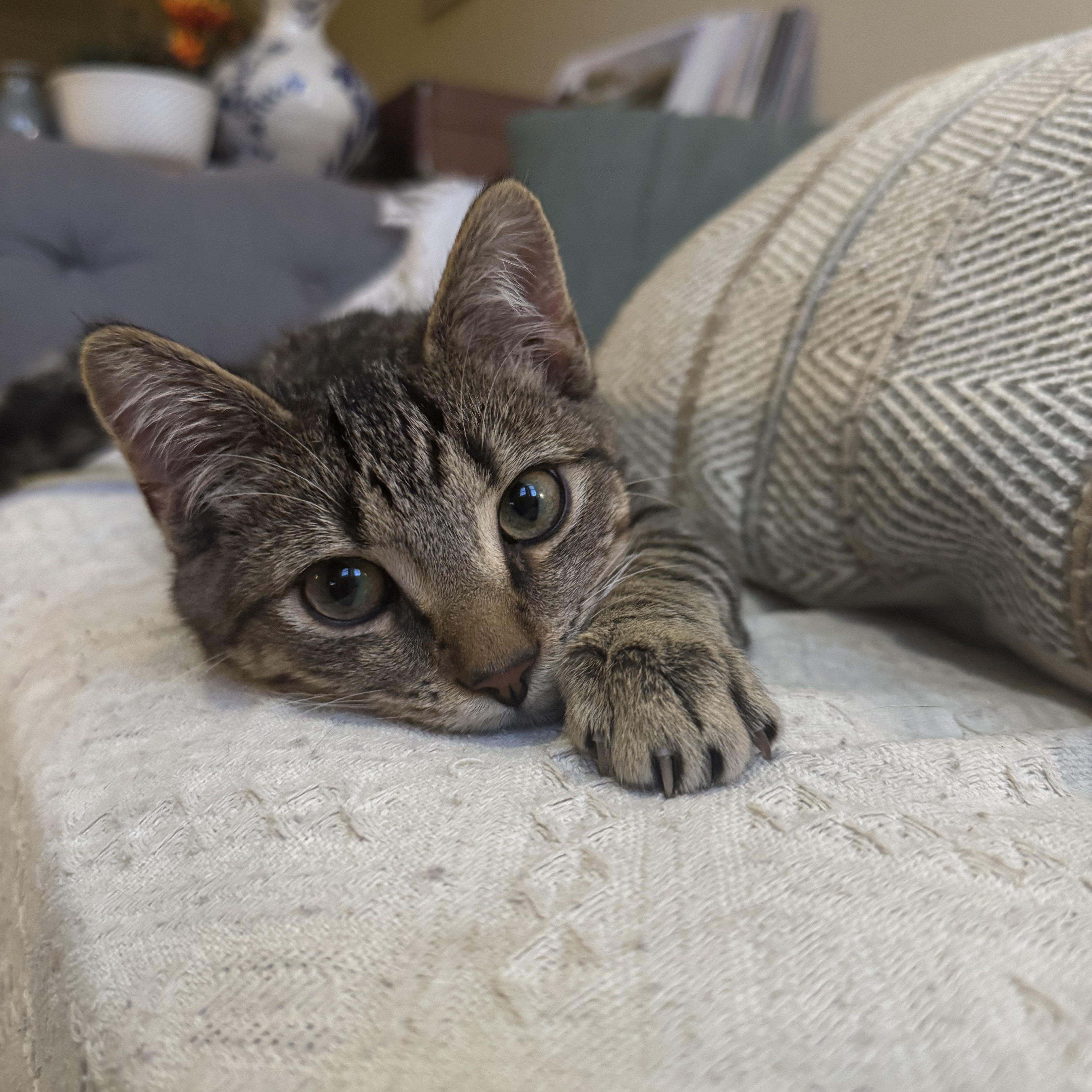 A young medium-sized male Tabby (Brown / Chocolate) Tabby cat named Kevin for adoption in Columbia, SC