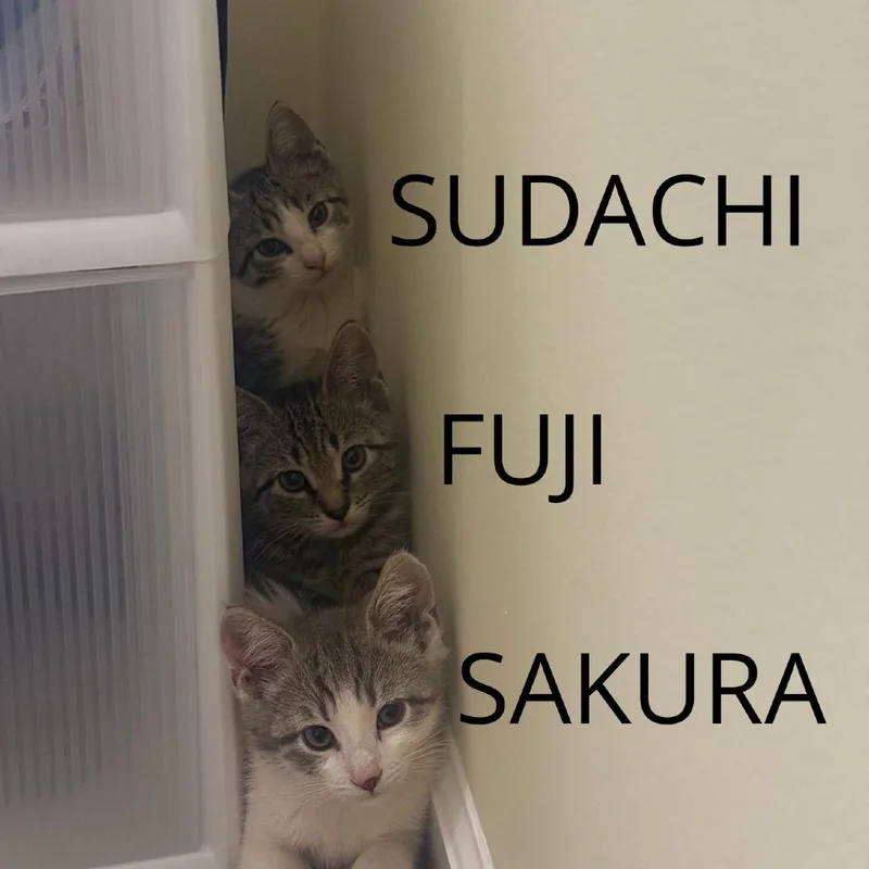 Sakura thumbnail 2