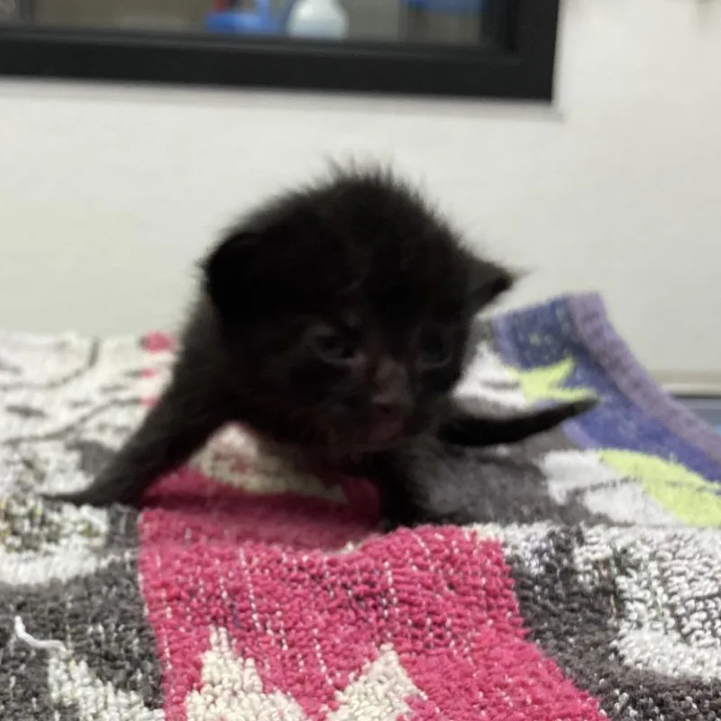 A baby small-sized male Black Domestic Short Hair cat named Dew Drop for adoption in Galveston, TX