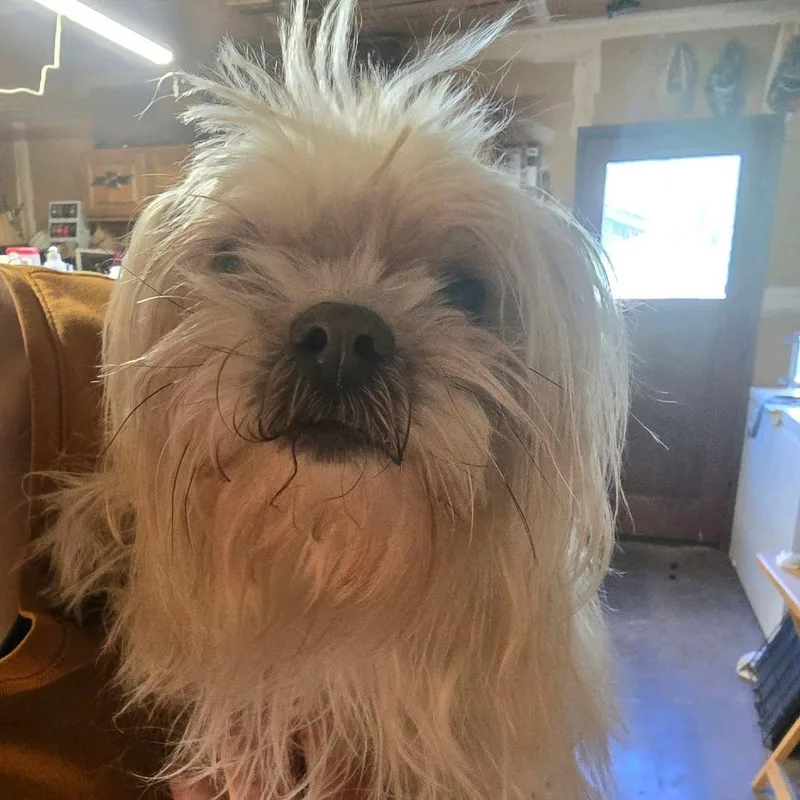 A senior small-sized female White / Cream Shih Tzu dog named Buttercup for adoption in Klamath Falls, OR