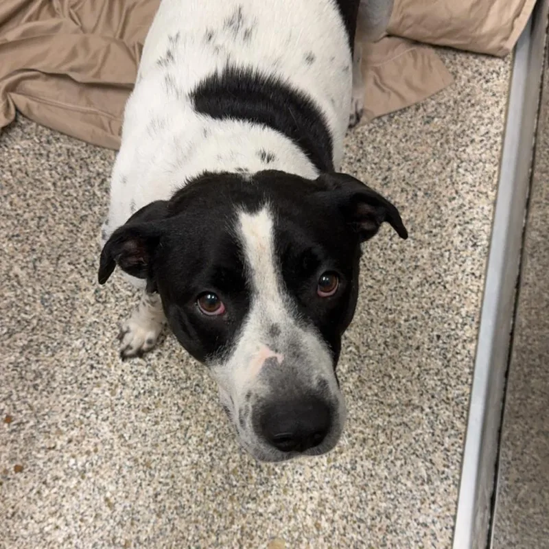 Stuffing thumbnail 2