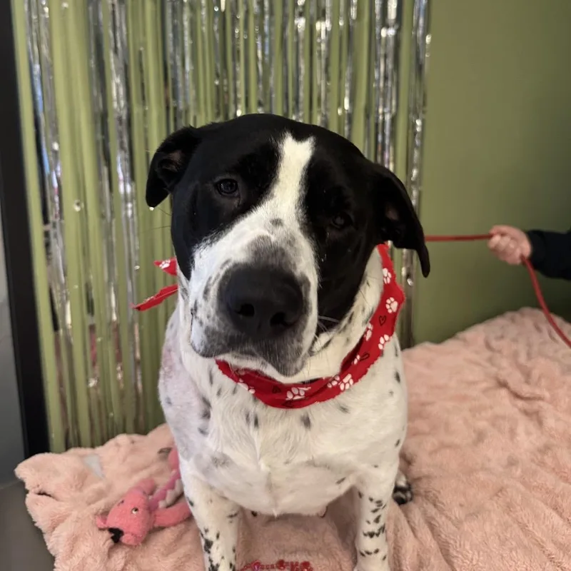 Stuffing thumbnail 3