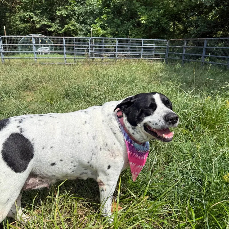 Stuffing thumbnail 4