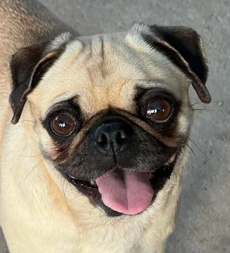 A young small-sized female Pug dog named Willow for adoption in Bristol, WI