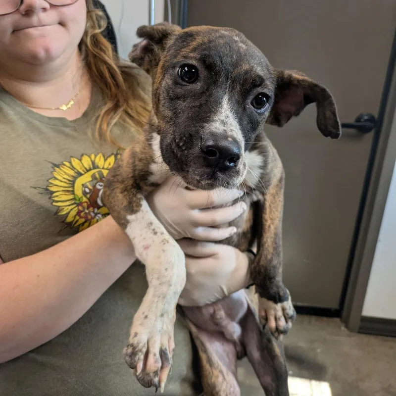 A baby small-sized male Brindle Boxer dog named Alfie for adoption in Cleveland, MS