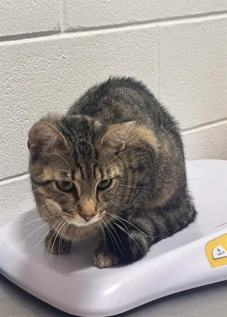A young small-sized male Domestic Short Hair cat named Tony for adoption in Upper Marlboro, MD