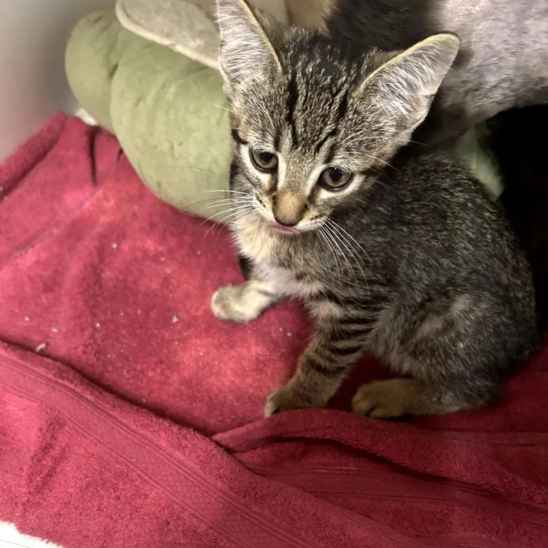 A baby small-sized male Brown / Chocolate Domestic Long Hair cat named Johnathan for adoption in Starkville, MS