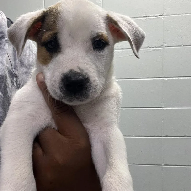 A baby small-sized male White / Cream Mixed Breed dog named Spot for adoption in Deerfield, IL