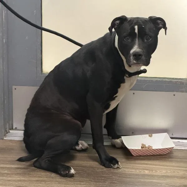 An adult large-sized female Pit Bull Terrier dog named Carly for adoption in San Diego, CA