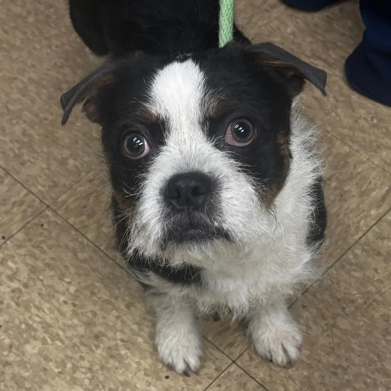 An adult small-sized male Black Mixed Breed dog named Taquito for adoption in Birdsboro, PA