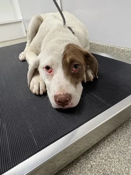 A young medium-sized female Pit Bull Terrier dog named Breezy for adoption in Pequot Lakes, MN