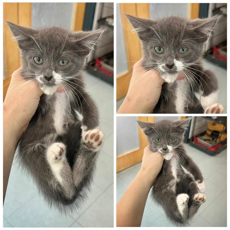 A young small-sized male Domestic Short Hair cat named Charlie for adoption in Dublin, VA