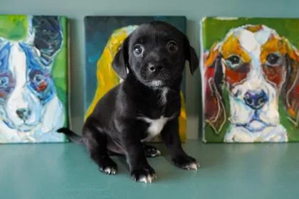 A baby small-sized male Pug dog named Rolo for adoption in San Antonio, TX