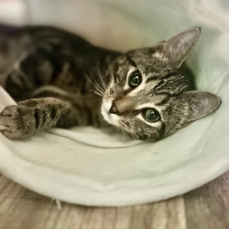 Cheeseball