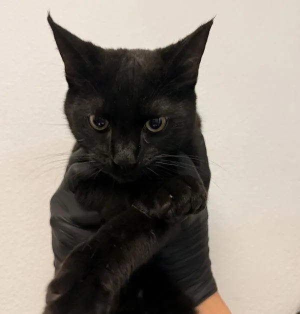 A young small-sized male Domestic Short Hair cat named Panther for adoption in San Diego, CA