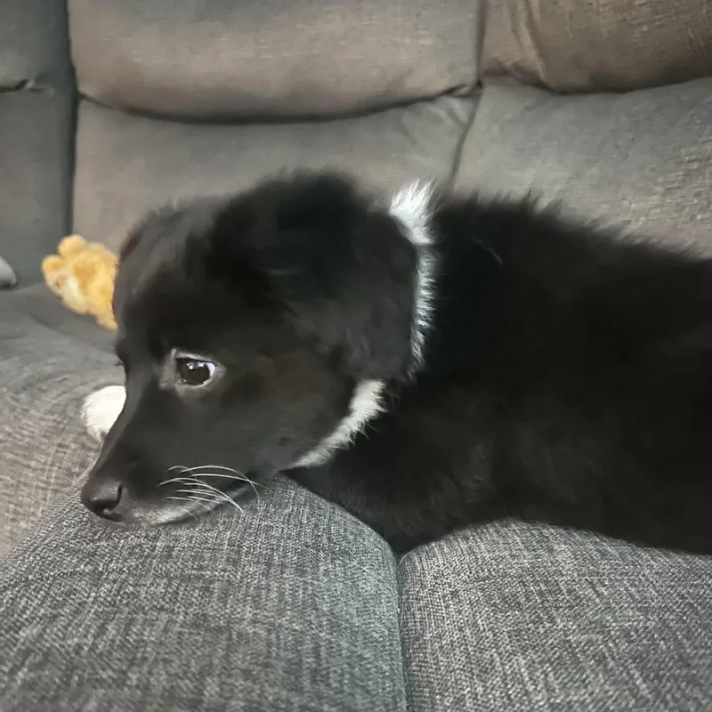 A baby medium-sized female Border Collie dog named Oreo for adoption in Overland Park, KS