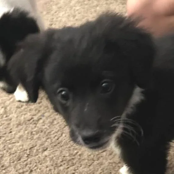 Oreo thumbnail 3