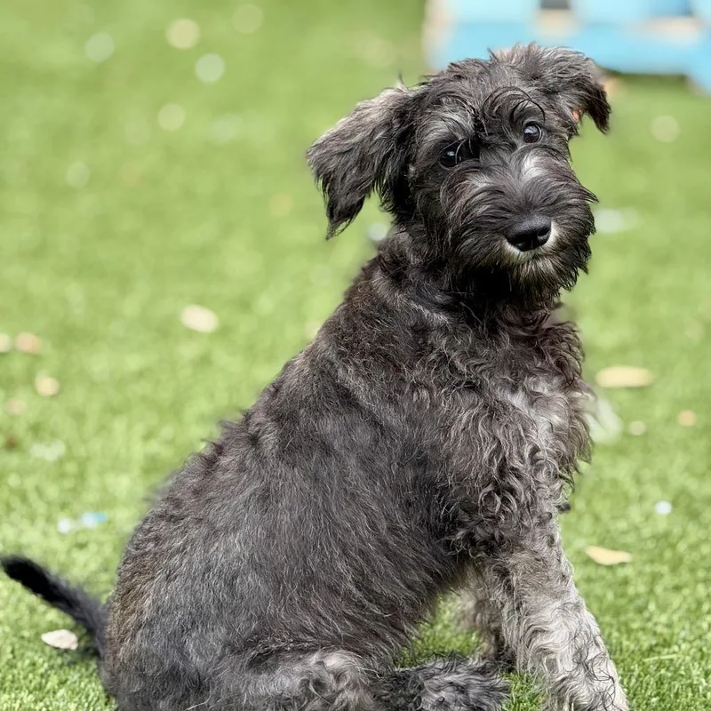 Boone  Handsome Schnauzer