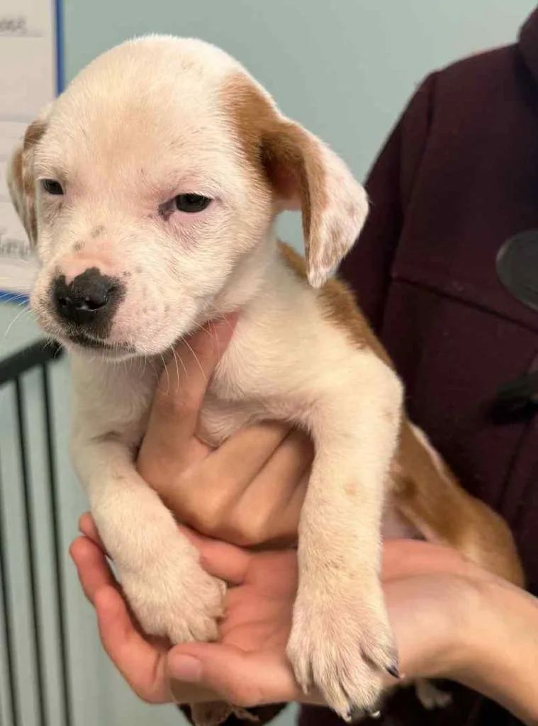 A young medium-sized female Pit Bull Terrier dog named Nezuko for adoption in Republic, MO