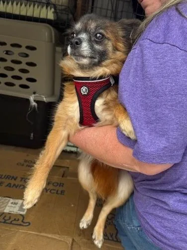 An adult small-sized female Pomeranian dog named Foxey for adoption in Thompson Falls, MT