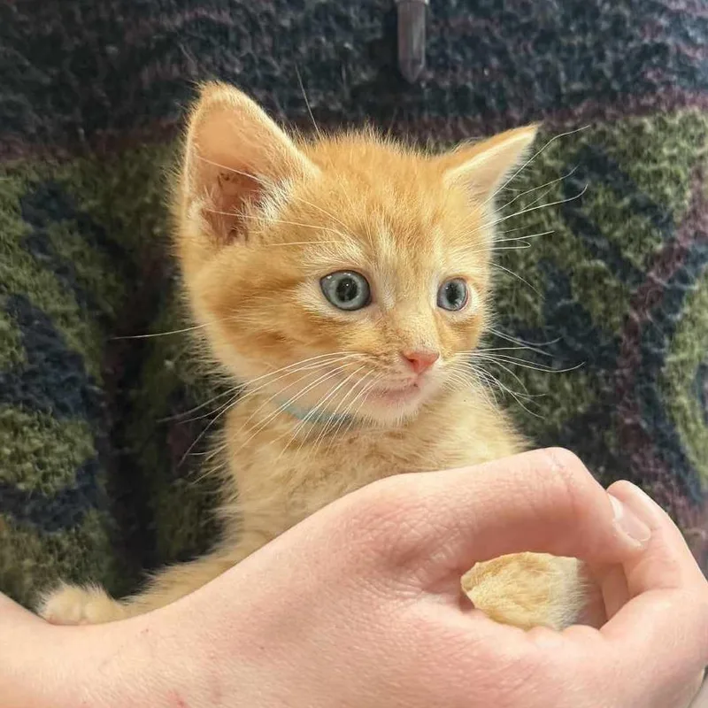 A baby small-sized male Orange / Red Domestic Short Hair cat named Pine for adoption in Beckley, WV