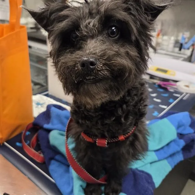 An adult small-sized female Poodle dog named Tulip for adoption in Ontario, CA