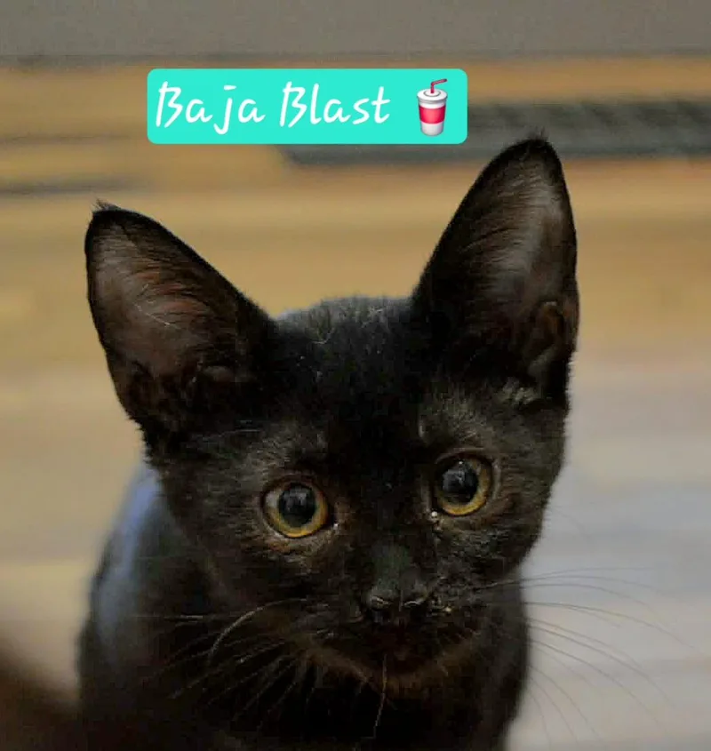 A baby medium-sized female Black Domestic Short Hair cat named Baja Blast for adoption in Fort Oglethorpe, GA