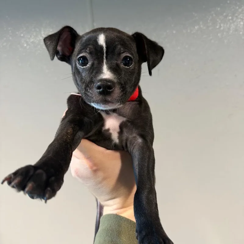 A baby small-sized female Black Terrier dog named Hera for adoption in Tampa, FL